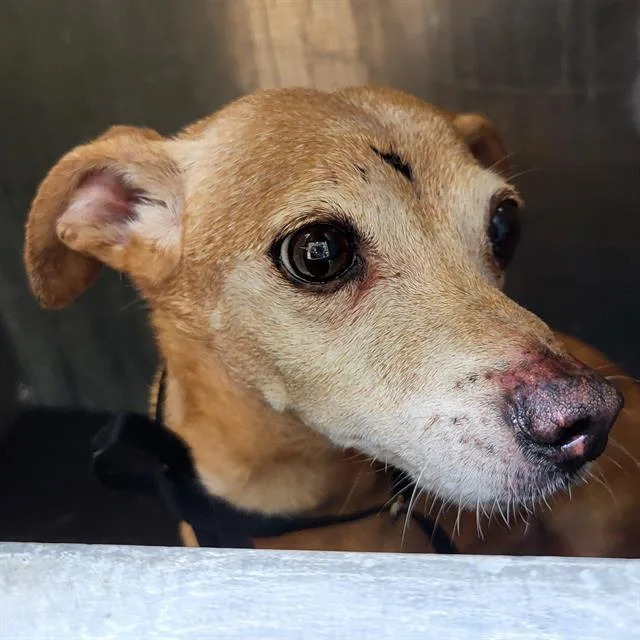 An adult small-sized male Chihuahua dog named Chewy for adoption in San Antonio, TX