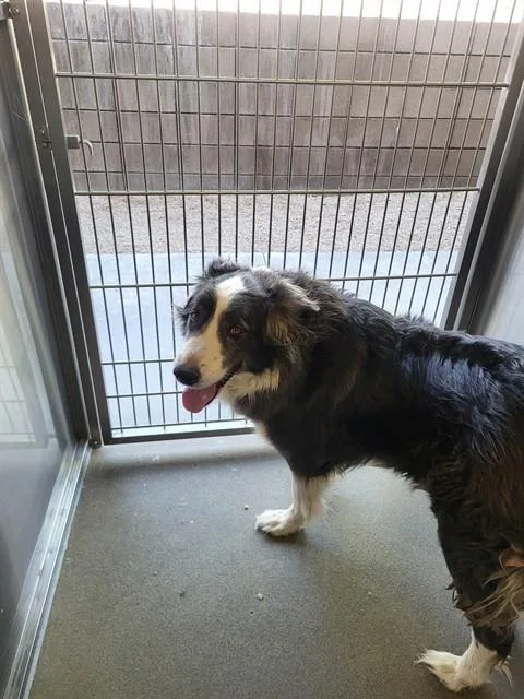 An adult extra large-sized male Great Pyrenees dog named Theo for adoption in Tucson, AZ