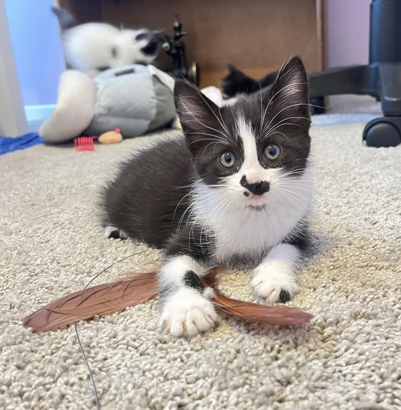 A baby medium-sized female Black & White / Tuxedo Domestic Short Hair cat named July for adoption in Walled Lake, MI
