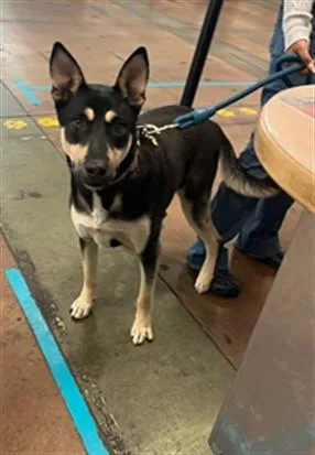 A young small-sized female German Shepherd Dog dog named Rocky for adoption in Van Nuys, CA