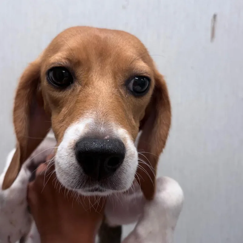 A young small-sized female White / Cream Beagle dog named Goldfish for adoption in LOXAHATCHEE, FL