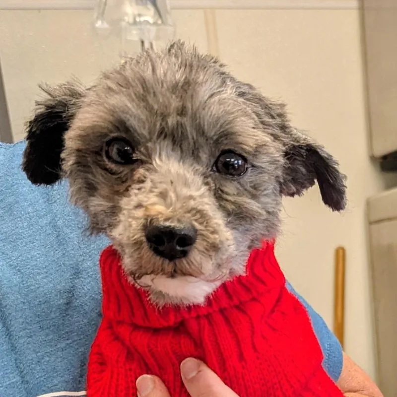 An adult small-sized male Shih Tzu dog named Manny for adoption in Marysville, OH