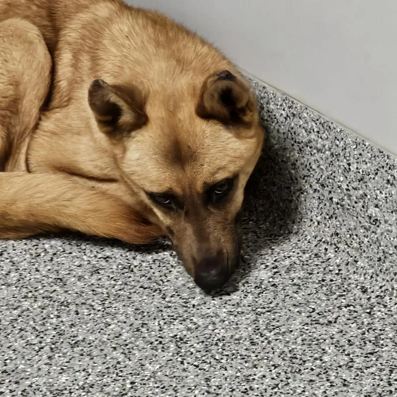 An adult large-sized female Yellow / Tan / Blond / Fawn German Shepherd Dog dog named Vixen for adoption in Wichita, KS