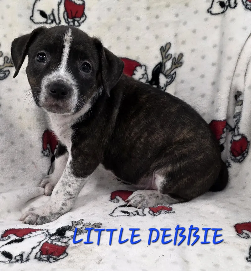 A baby medium-sized female Brindle Cattle Dog dog named Little Debbie for adoption in Momence, IL