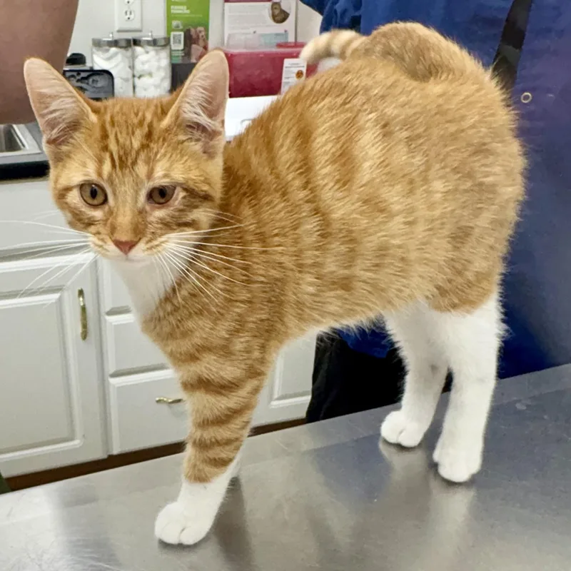 A young medium-sized male Tabby (Orange / Red) Domestic Short Hair cat named Jerry for adoption in Charles City, IA
