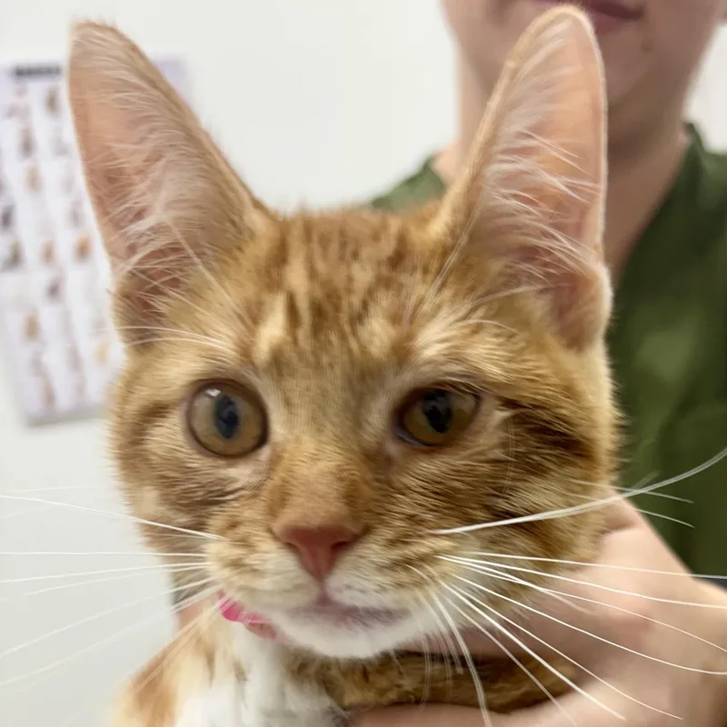 Jerry thumbnail 3