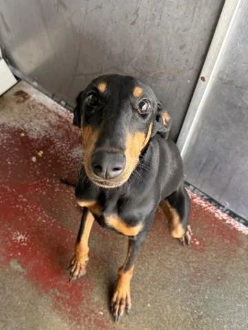 A young medium-sized female Doberman Pinscher dog named Freya for adoption in Redlands, CA