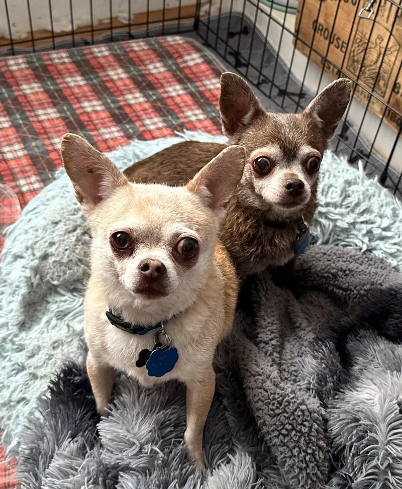 Twinkie