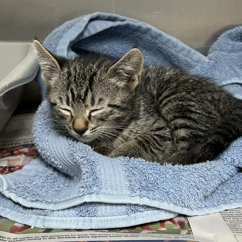 A baby small-sized male Domestic Short Hair cat named Theodore for adoption in Roxboro, NC