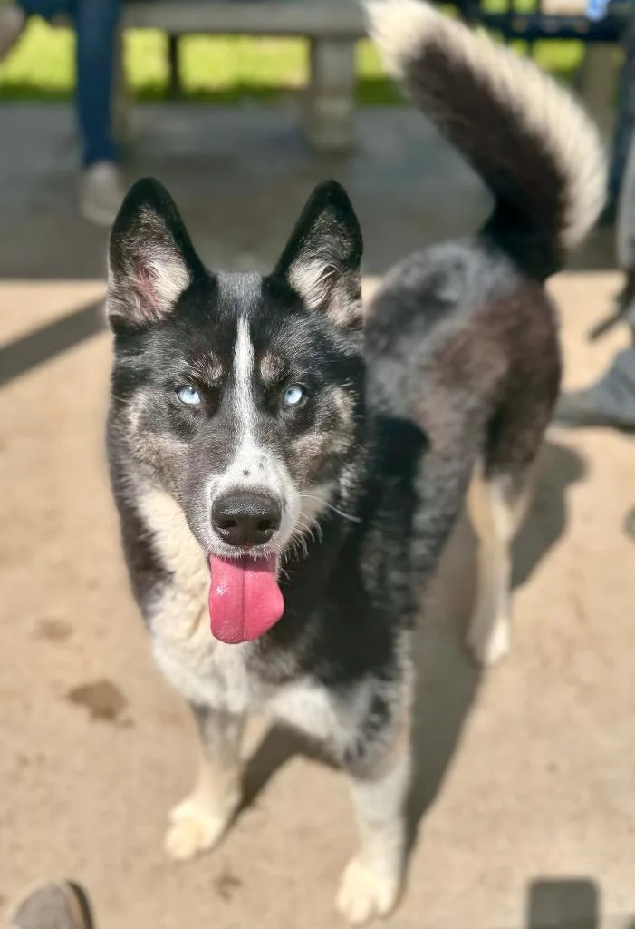 An adult medium-sized female Husky dog named Snow for adoption in Albany, GA