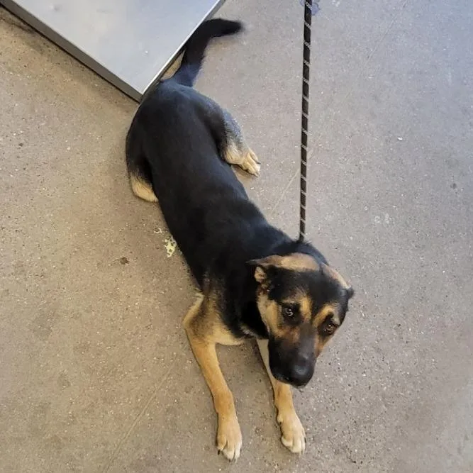 An adult large-sized male Black Mixed Breed dog named Yango for adoption in Las Cruces, NM