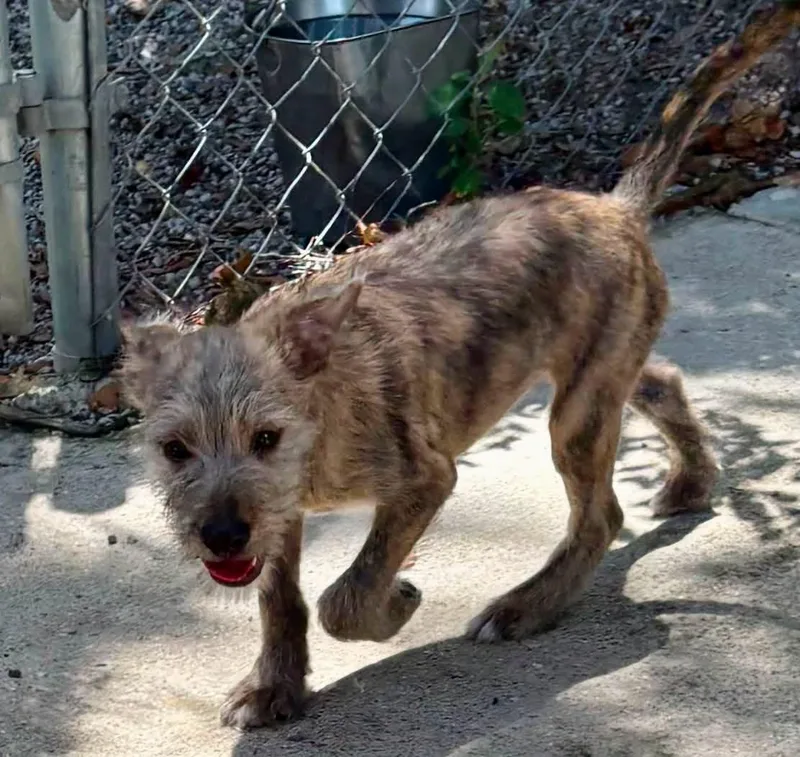 A baby small-sized male Bicolor Terrier dog named Murray for adoption in Baton Rouge, LA