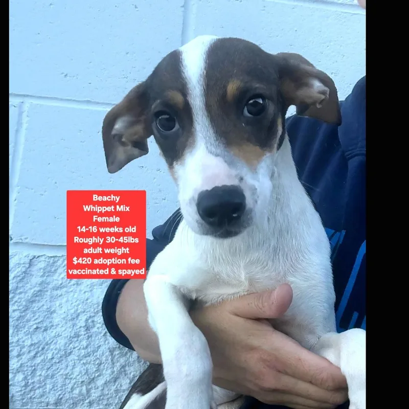 A baby medium-sized female Whippet dog named Beachy for adoption in Oviedo, FL
