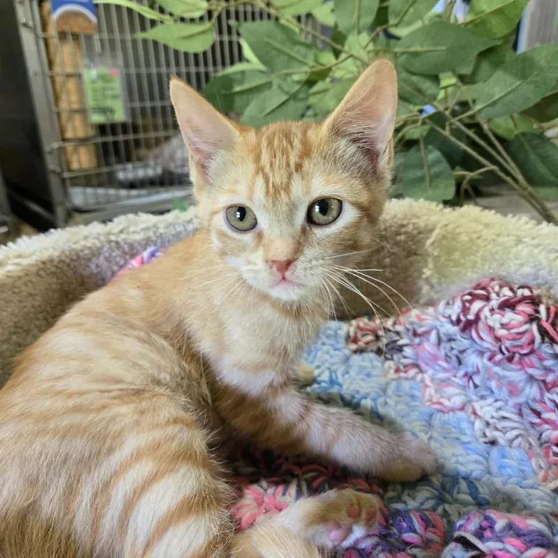 Delilah