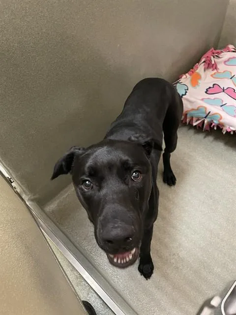 A young large-sized male Labrador Retriever dog named Marshall for adoption in Lees Summit, MO
