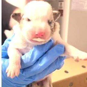 Pup