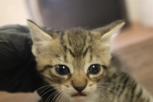 A baby small-sized male Domestic Short Hair cat named Tate for adoption in Columbia, SC