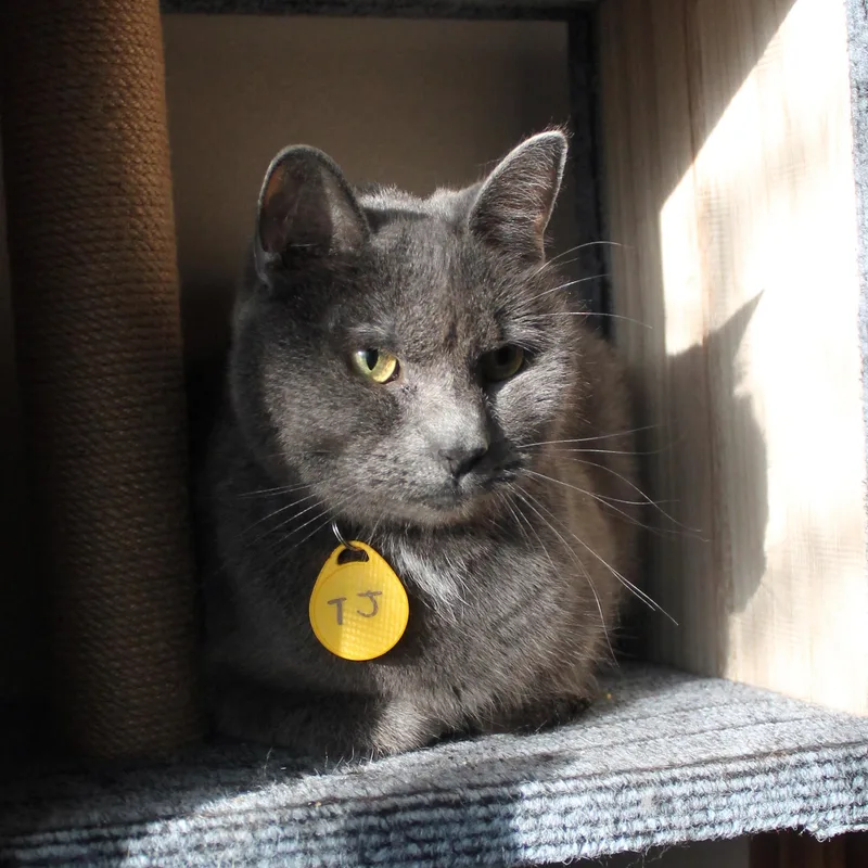 An adult large-sized male Gray / Blue / Silver Russian Blue cat named Tj for adoption in Guthrie, OK