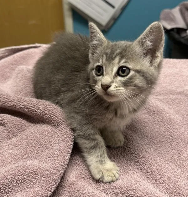 A baby medium-sized female Domestic Short Hair cat named Flower for adoption in Escondido, CA