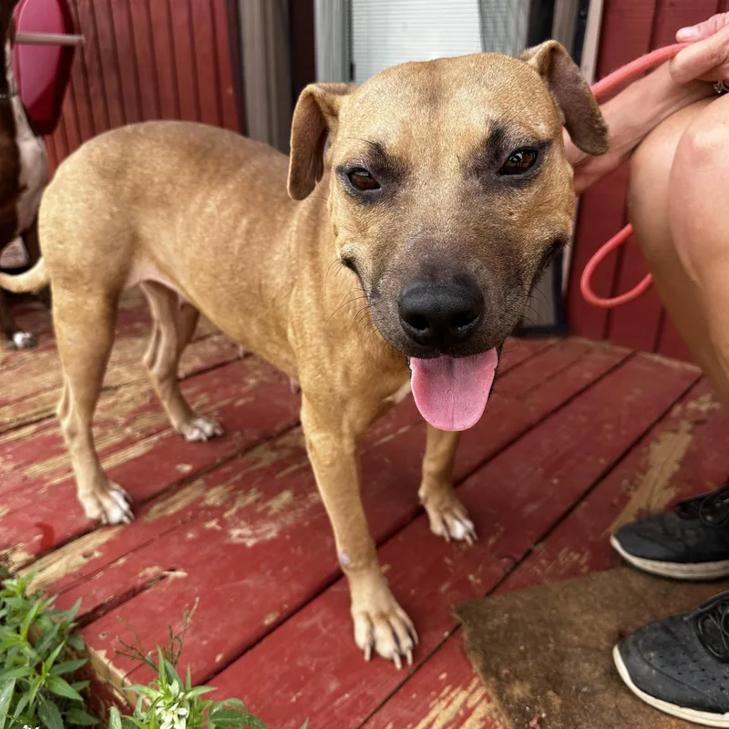 An adult medium-sized female Apricot / Beige Pit Bull Terrier dog named Georgia for adoption in Seguin, TX