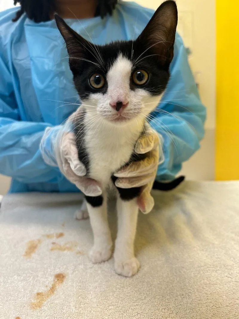 A baby small-sized male Black & White / Tuxedo Domestic Short Hair cat named Blaze for adoption in Raleigh, NC