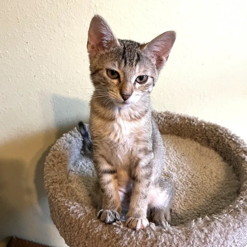 A baby medium-sized female Tabby cat named Bella Heightsquintet for adoption in Houston, TX