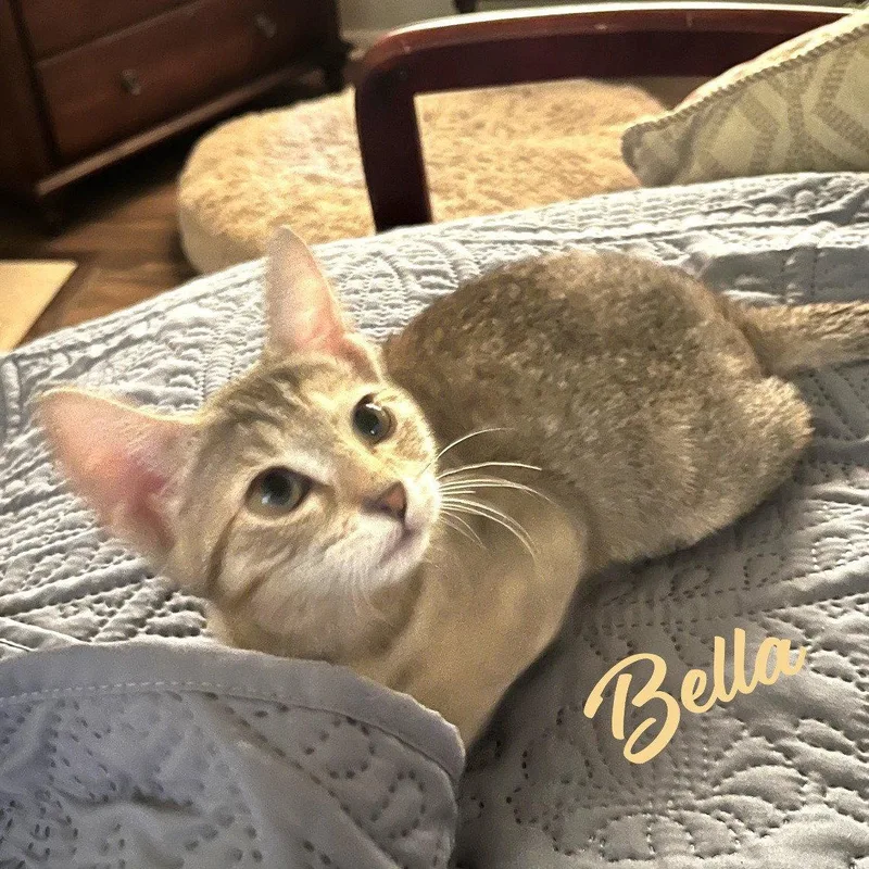 Bella Heightsquintet thumbnail 2