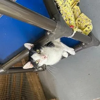 An adult small-sized male Black Domestic Short Hair cat named Sweet Tart for adoption in Enterprise, AL
