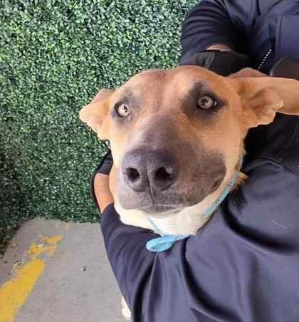 A young medium-sized female Mixed Breed dog named Granite for adoption in El Paso, TX