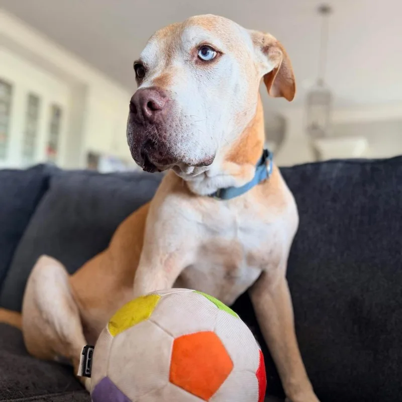 A senior large-sized male Pit Bull Terrier dog named Buck S for adoption in Natchitoches, LA
