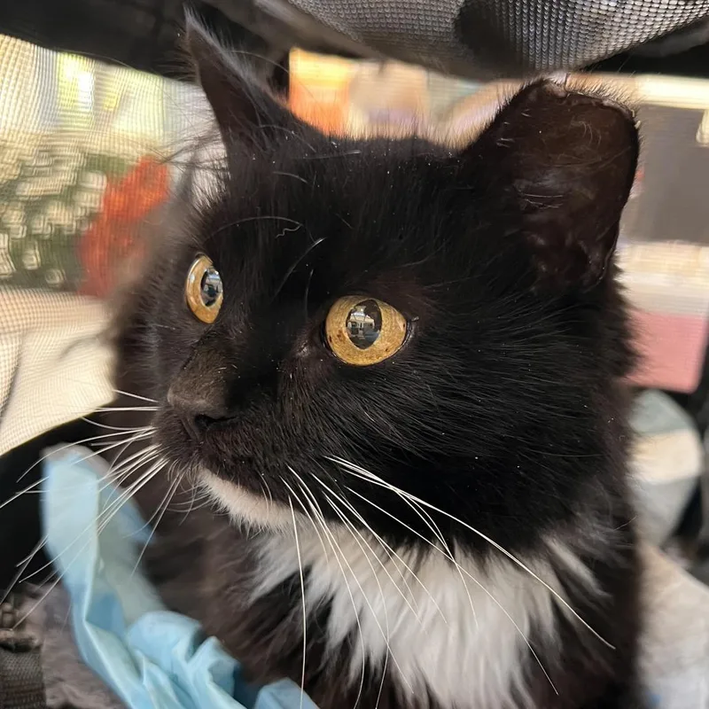 A senior medium-sized female Black Domestic Long Hair cat named Mitzy for adoption in Harrisonburg, VA