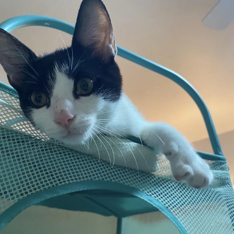 A baby medium-sized male Black Domestic Short Hair cat named Don for adoption in Mount Laurel, NJ
