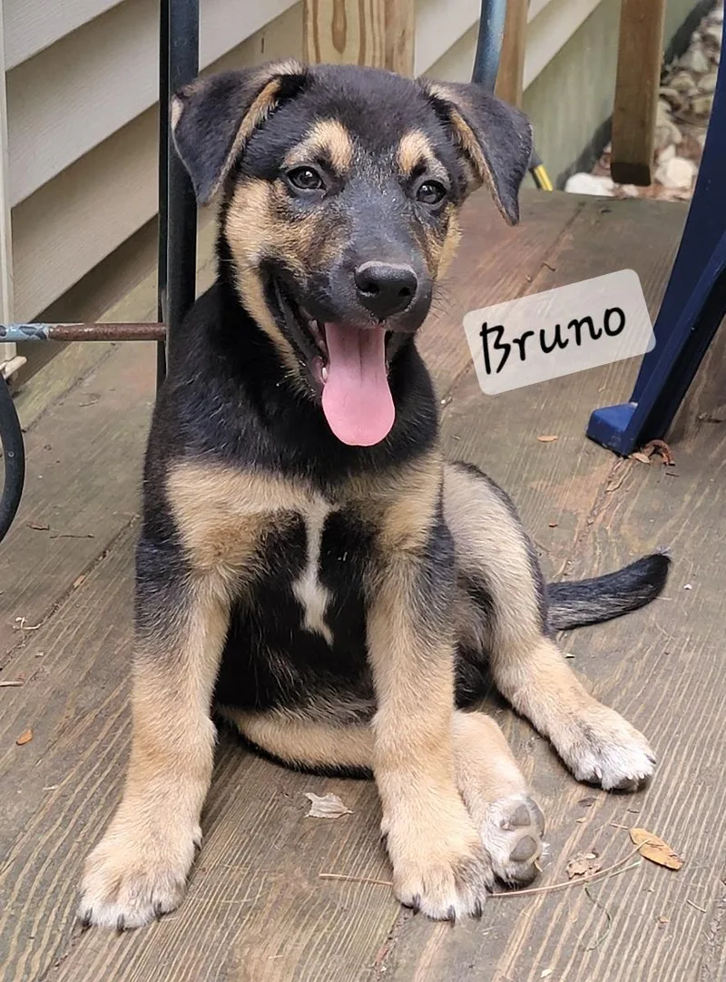 A baby large-sized male Black German Shepherd Dog dog named Bruno for adoption in Prince Frederick, MD
