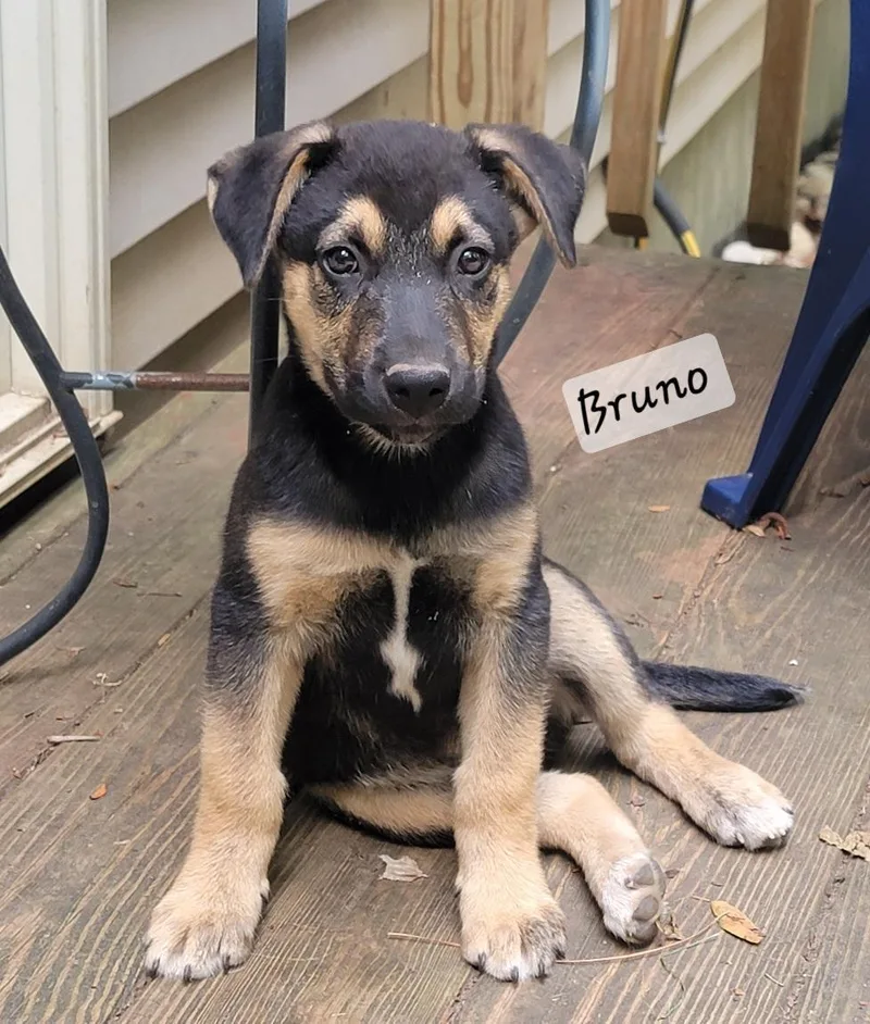 Bruno thumbnail 4