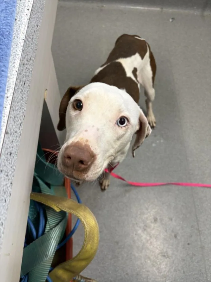 A young large-sized female Pit Bull Terrier dog named A for adoption in Olivehurst, CA
