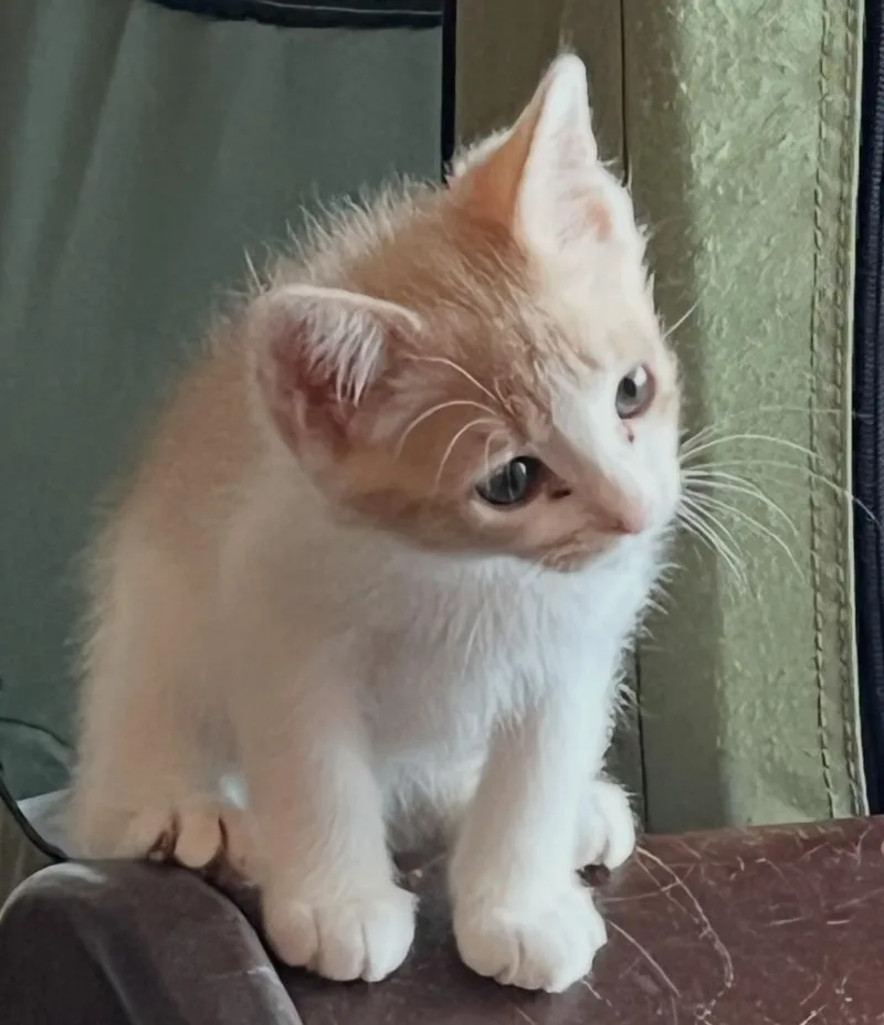 A baby small-sized male Domestic Short Hair cat named Jacob for adoption in HUNTINGTON BEACH, CA