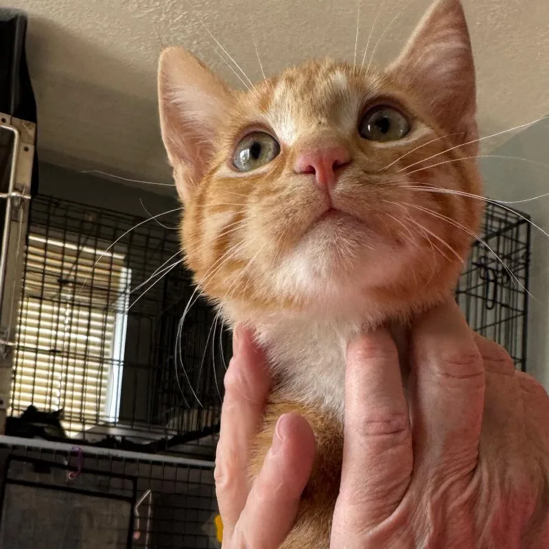 A baby small-sized male Domestic Short Hair cat named Pumpkin for adoption in Carlin, NV