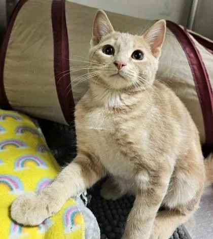A young small-sized male Domestic Short Hair cat named Jack for adoption in Phoenix, AZ
