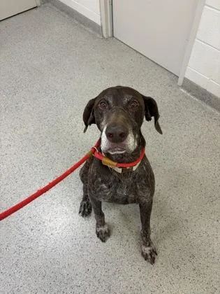 A senior large-sized male German Shorthaired Pointer dog named Jovi for adoption in Fishers, IN