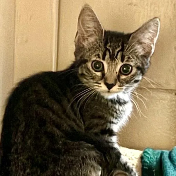 A baby medium-sized female Domestic Short Hair cat named Fulani for adoption in Walnut Creek, CA