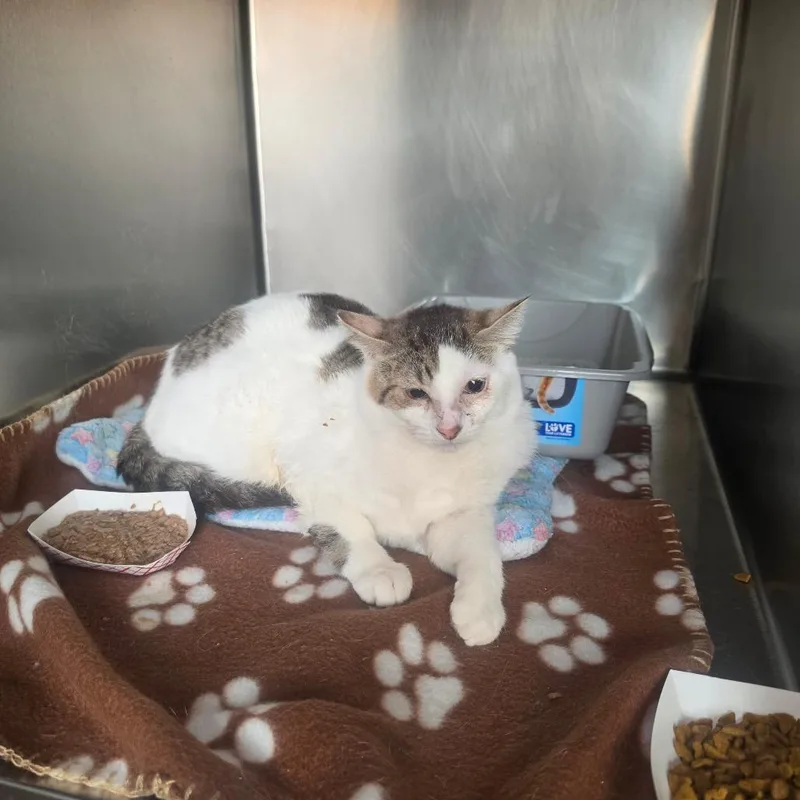 A young medium-sized male White Domestic Short Hair cat named Sonny for adoption in Las Vegas, NV