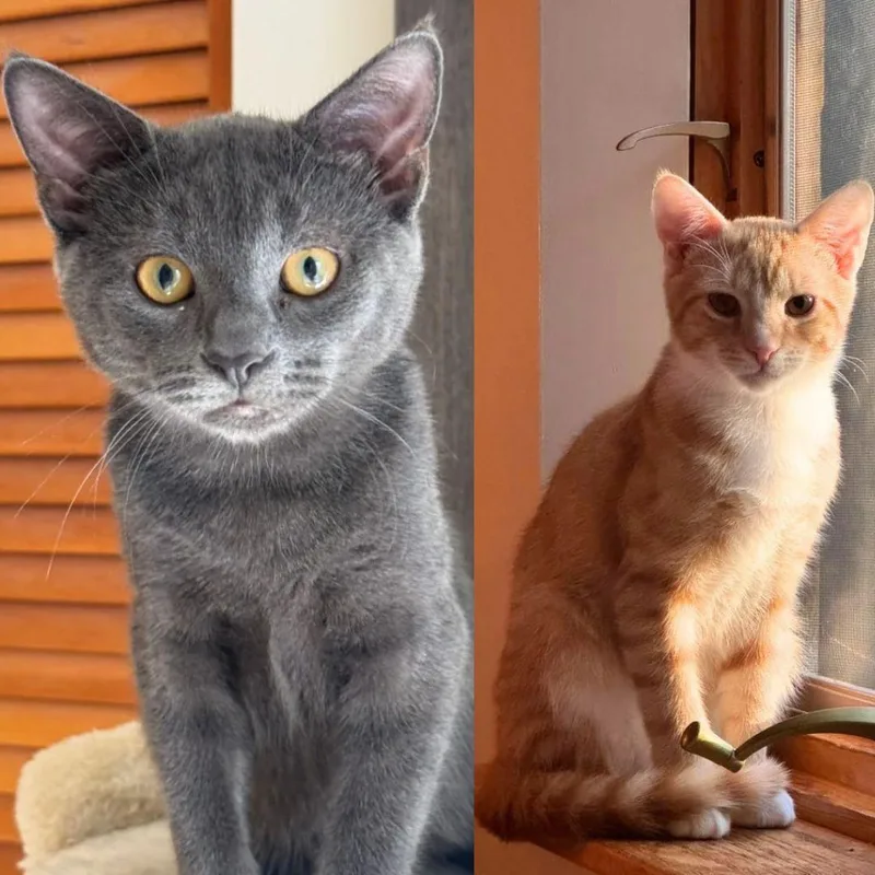 A baby medium-sized male Domestic Short Hair cat named Poblano & Tabasco for adoption in Brooklyn, NY