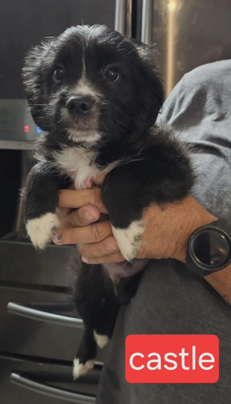 A baby medium-sized male Collie dog named Castle for adoption in Fort Worth, TX
