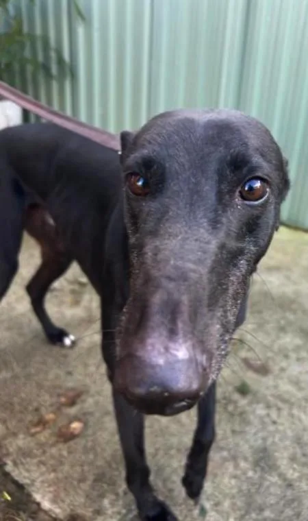 An adult large-sized male Greyhound dog named Claddin' Boys for adoption in Tarpon Springs, FL