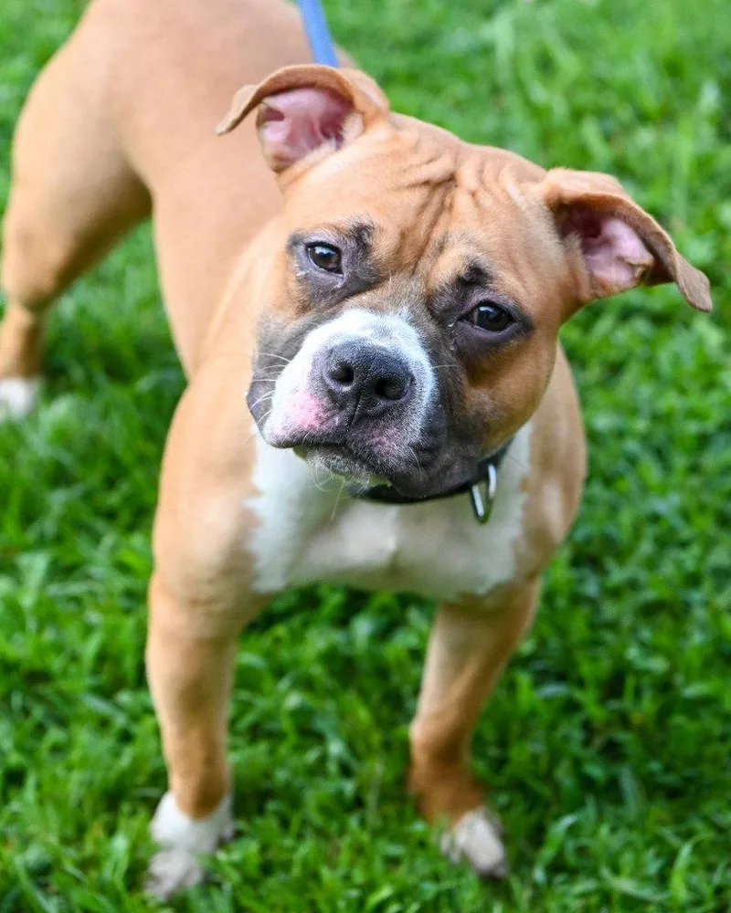 A young medium-sized female Pit Bull Terrier dog named DI  Twiggy for adoption in Glen Allen, VA