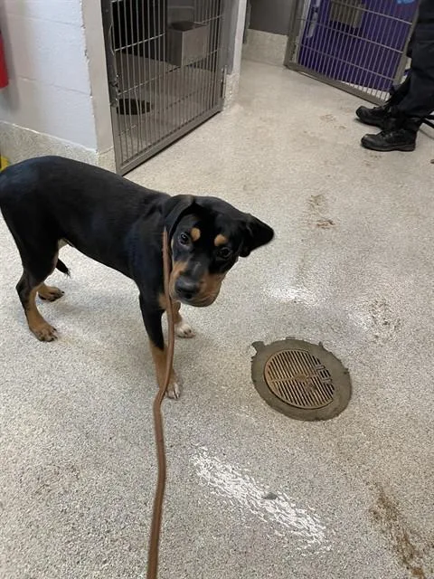 A young medium-sized male Rottweiler dog named Bream for adoption in Tallahassee, FL