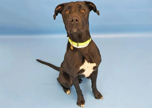 A young large-sized male Labrador Retriever dog named Maverick for adoption in Colorado Springs, CO