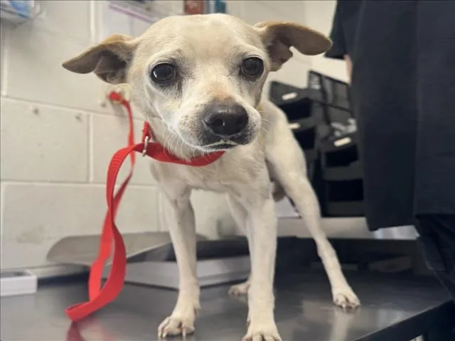 An adult small-sized male Chihuahua dog named Cris for adoption in San Bernardino, CA