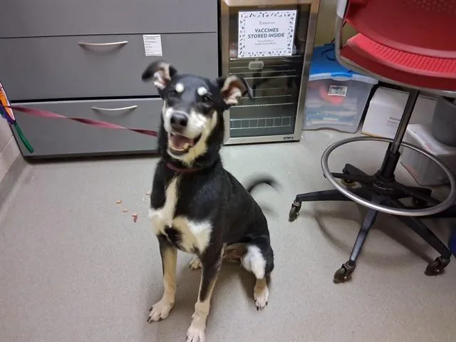 An adult medium-sized male Husky dog named Romeo for adoption in Colorado Springs, CO
