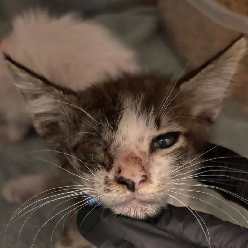 A baby small-sized male White Domestic Short Hair cat named Muppet for adoption in Yuma, AZ